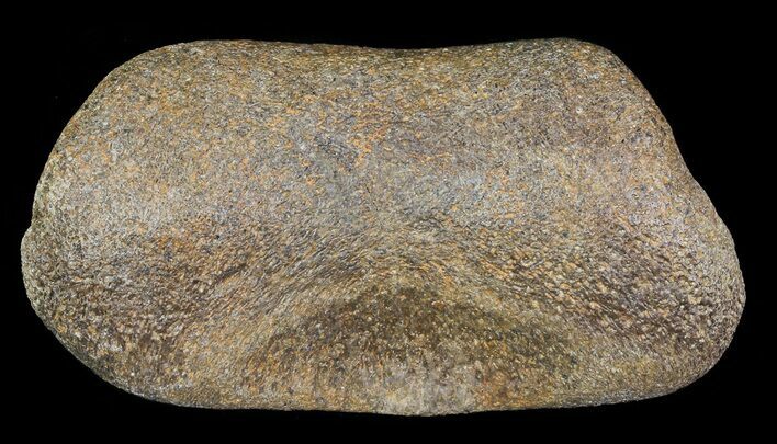 Hadrosaur Toe Bone - Alberta (Disposition #-) #71654